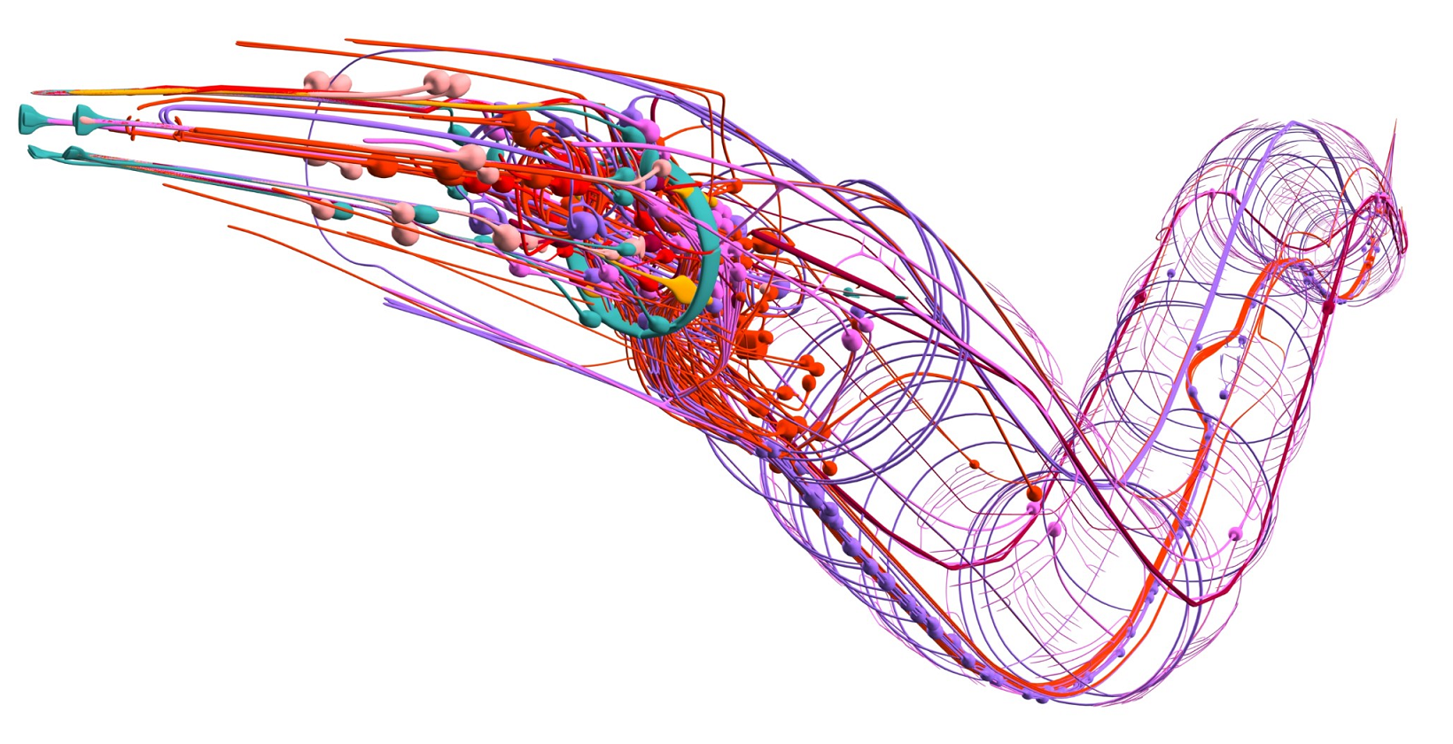 Цифровой червь. Коннектом червя Caenorhabditis elegans. Нейронная модель червя. Компьютерное моделирование мозга. Искусственный мозг.
